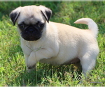 Small Photo #5 Pug Puppy For Sale in WINNSBORO, TX, USA