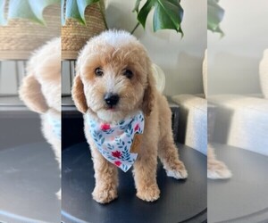 Poodle (Toy) Puppy for sale in BOSWELL, IN, USA