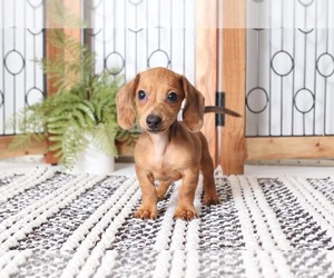 Dachshund Puppy for sale in NAPLES, FL, USA