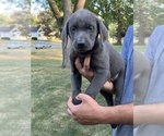 Small Photo #7 Labrador Retriever Puppy For Sale in DES MOINES, IA, USA