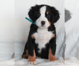 Bernese Mountain Dog Puppy for sale in FREDERICKSBURG, OH, USA