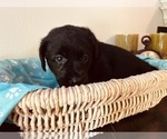 Small Photo #3 Labrador Retriever Puppy For Sale in TUMWATER, WA, USA