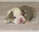 Puppy Norman Bulldog