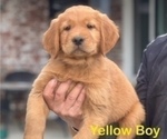 Puppy Yellow Collar Golden Retriever