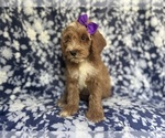 Small #1 Cockapoo