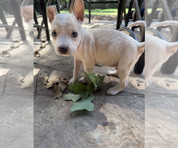 Medium Photo #6 Bullboxer Pit Puppy For Sale in OKLAHOMA CITY, OK, USA