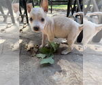 Small #5 Bullboxer Pit