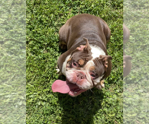 English Bulldog Puppy for sale in COVINGTON, GA, USA