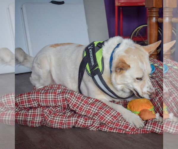 Medium Photo #6 German Shepherd Dog-Huskies  Mix Puppy For Sale in Huntley, IL, USA