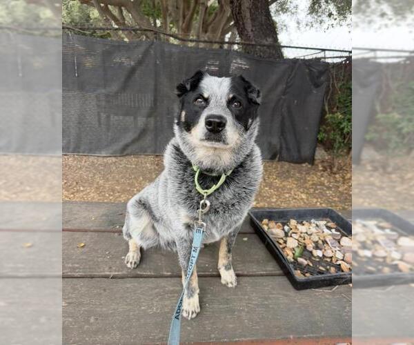Medium Photo #1 Texas Heeler Puppy For Sale in Santa Barbara, CA, USA
