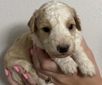Puppy Dalton Goldendoodle (Miniature)