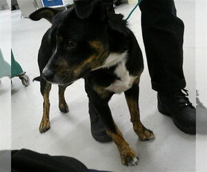 Mutt Dogs for adoption in Sanford, FL, USA