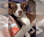 Small Photo #8 Rat Terrier-Unknown Mix Puppy For Sale in Holly Springs, NC, USA