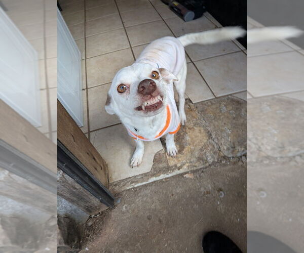 Medium Photo #3 Chihuahua-Unknown Mix Puppy For Sale in Vail, AZ, USA