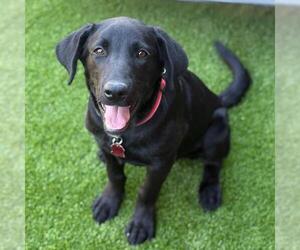 Medium Labrador Retriever Mix