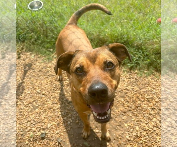 Medium Photo #3 Mountain Cur-Unknown Mix Puppy For Sale in Anniston, AL, USA