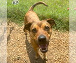 Small #2 Mountain Cur Mix