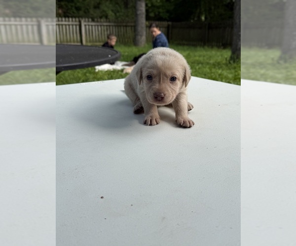 Medium Photo #11 Labrador Retriever Puppy For Sale in ROGERSVILLE, MO, USA