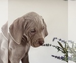 Puppy Puppy 1 Weimaraner