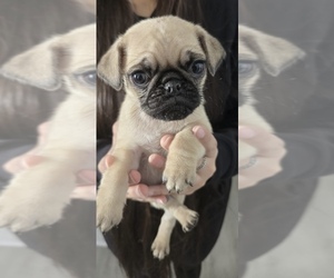 Pug Puppy for Sale in DEARBORN HEIGHTS, Michigan USA