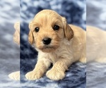 Puppy 2 Cavapoo