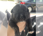 Small #1 Mutt