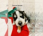 Small Photo #14 Siberian Husky Puppy For Sale in WASHBURN, WI, USA