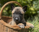 Puppy Atlas Belgian Malinois