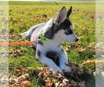 Small Photo #5 Siberian Husky Puppy For Sale in ARTHUR, IL, USA