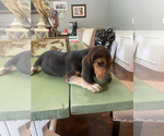 Small Photo #9 Beagle Puppy For Sale in HAZEL GREEN, AL, USA