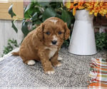 Arrow - Male Cavapoo (Miniature) Puppy for Sale - Photo #5