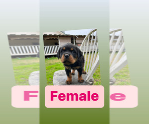 Rottweiler Puppy for sale in ELDERWOOD, CA, USA