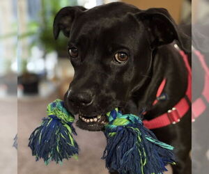 Boxer-Unknown Mix Dogs for adoption in Fargo, ND, USA