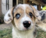 Small #1 American Corgi