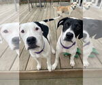 Small #4 American Pit Bull Terrier-Pointer Mix