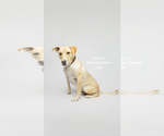 Small #5 Labrador Retriever Mix