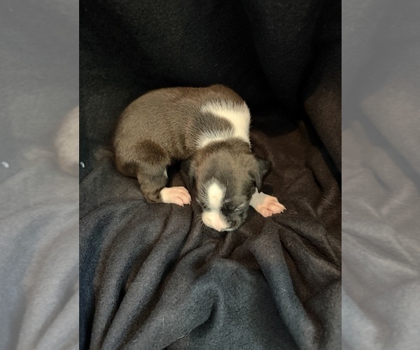 Medium Photo #1 Boxer Puppy For Sale in SAINT JOSEPH, TN, USA