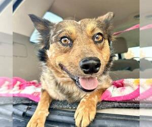 Mutt Dogs for adoption in Las Vegas, NV, USA