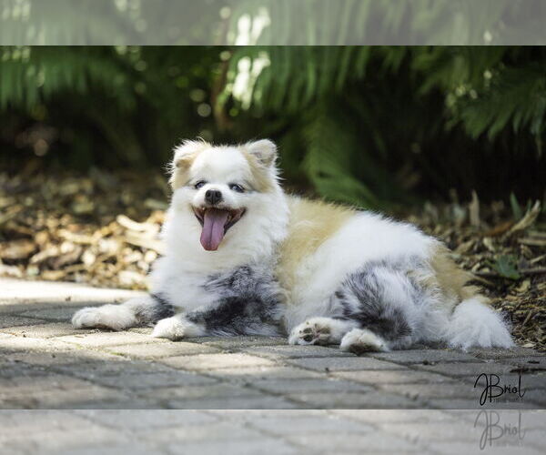 Medium Photo #1 Pomeranian-Unknown Mix Puppy For Sale in Farmington, MN, USA
