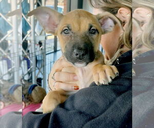 Borador Dogs for adoption in GILBERTS, IL, USA