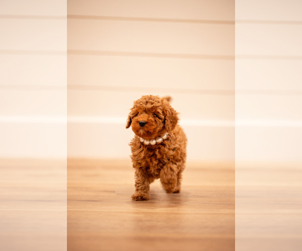 Medium Photo #4 Poodle (Miniature) Puppy For Sale in ASH GROVE, MO, USA