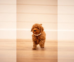 Small #3 Poodle (Miniature)