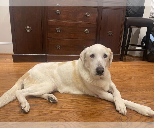 Medium Photo #4 Labrenees Puppy For Sale in Houston, TX, USA
