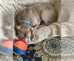 Small #25 American Staffordshire Terrier Mix