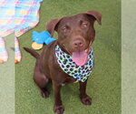 Small Chocolate Labrador retriever Mix