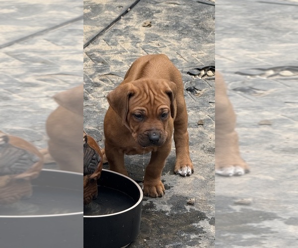 Medium Photo #12 Rhodesian Ridgeback Puppy For Sale in LEHIGH ACRES, FL, USA