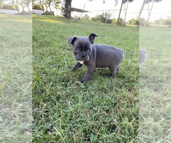Medium Photo #5 Faux Frenchbo Bulldog Puppy For Sale in FREDONIA, KS, USA