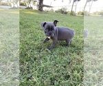 Small #4 Faux Frenchbo Bulldog