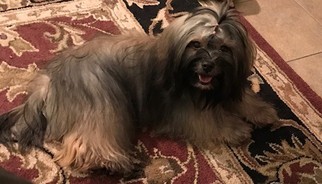 Mother of the Havanese puppies born on 09/26/2017