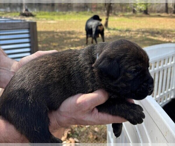 Medium Photo #4 Rotticorso Puppy For Sale in REEVESVILLE, SC, USA